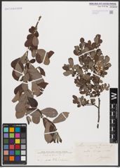 Foto von Salix aurita L.